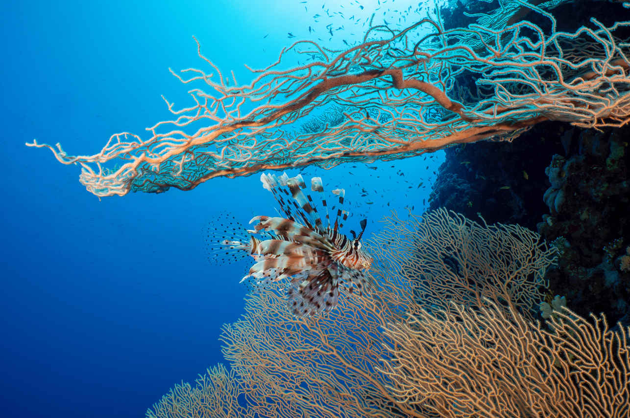 #marinelife - Ghazala Explorer