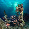 #marinelife  - Ghazala Explorer