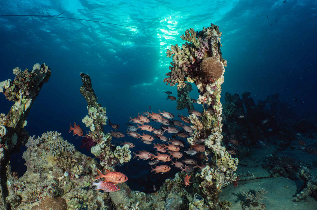 #marinelife - Ghazala Explorer