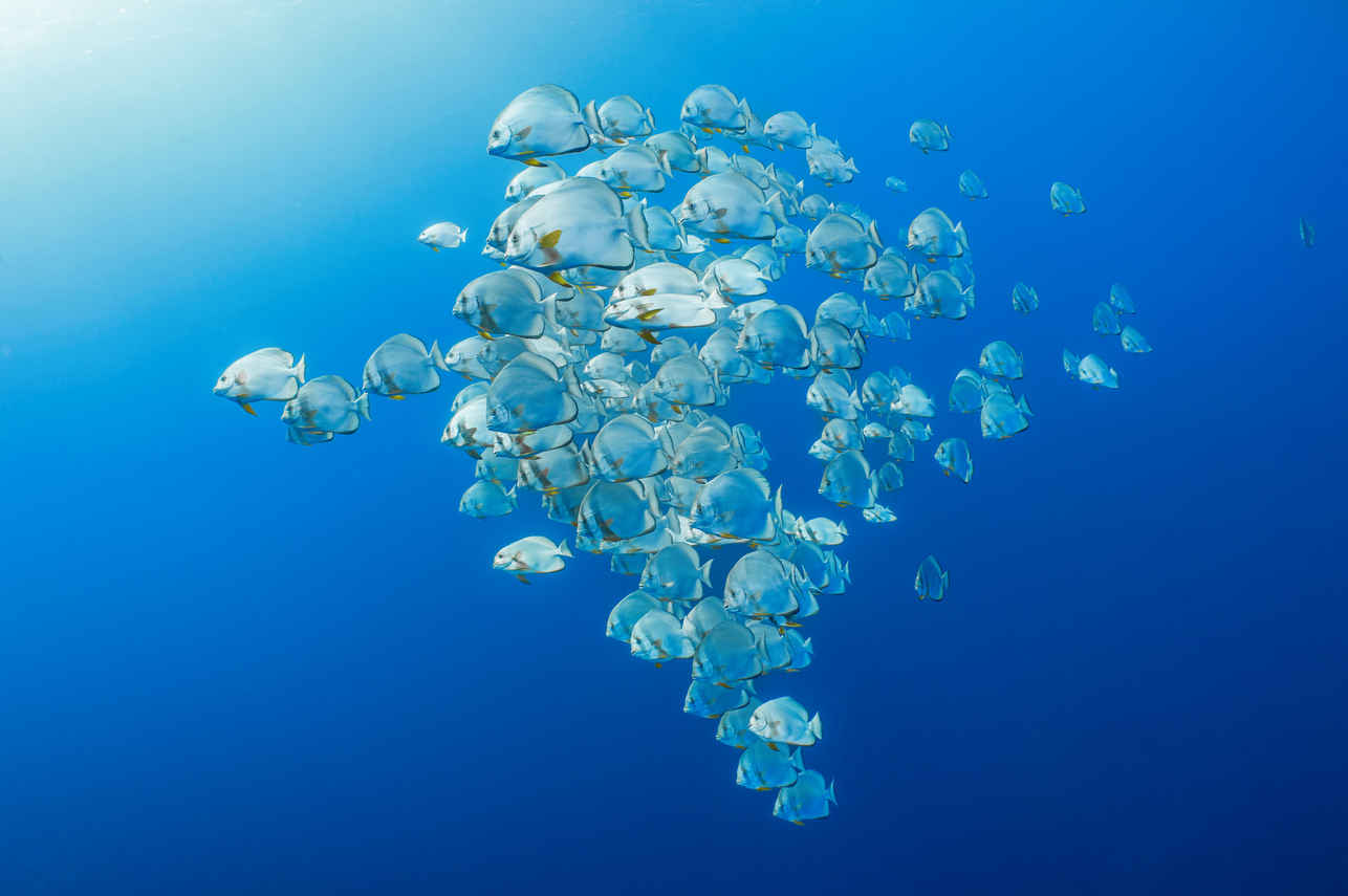 #marinelife - Ghazala Explorer