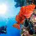Diving
