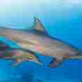 Marine Life - Carlton