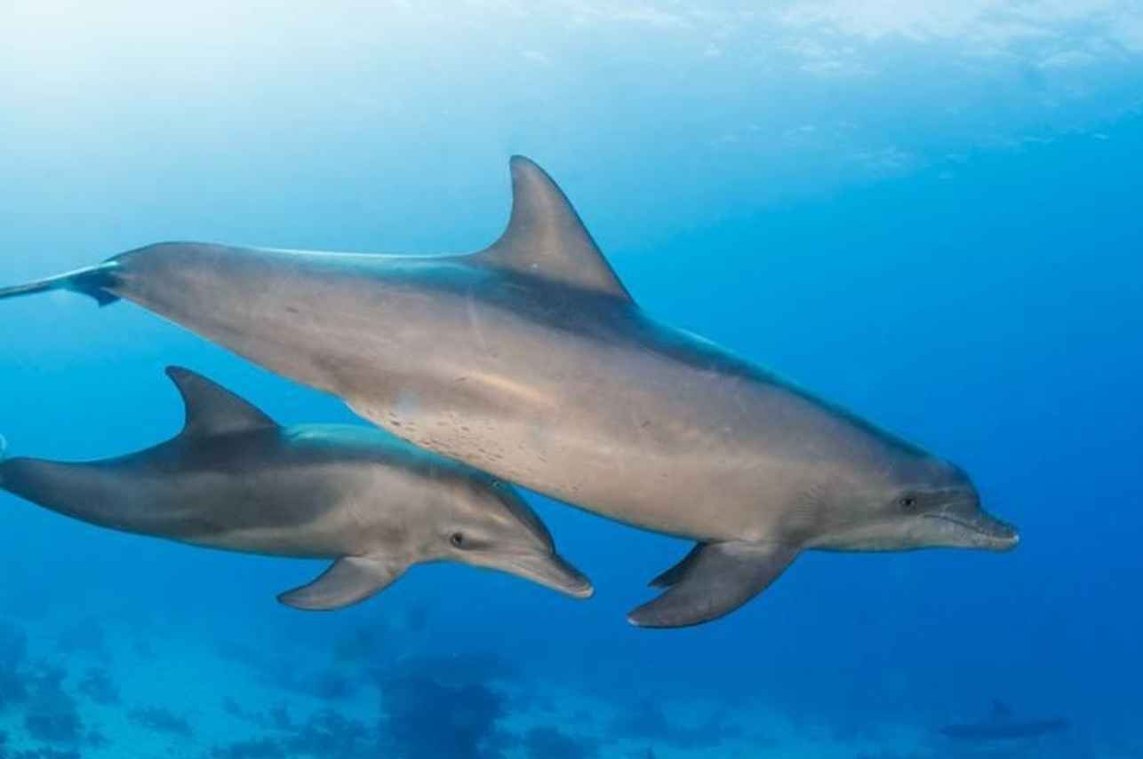 Marine Life - Carlton