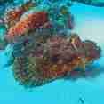 Marine Life - Carlton