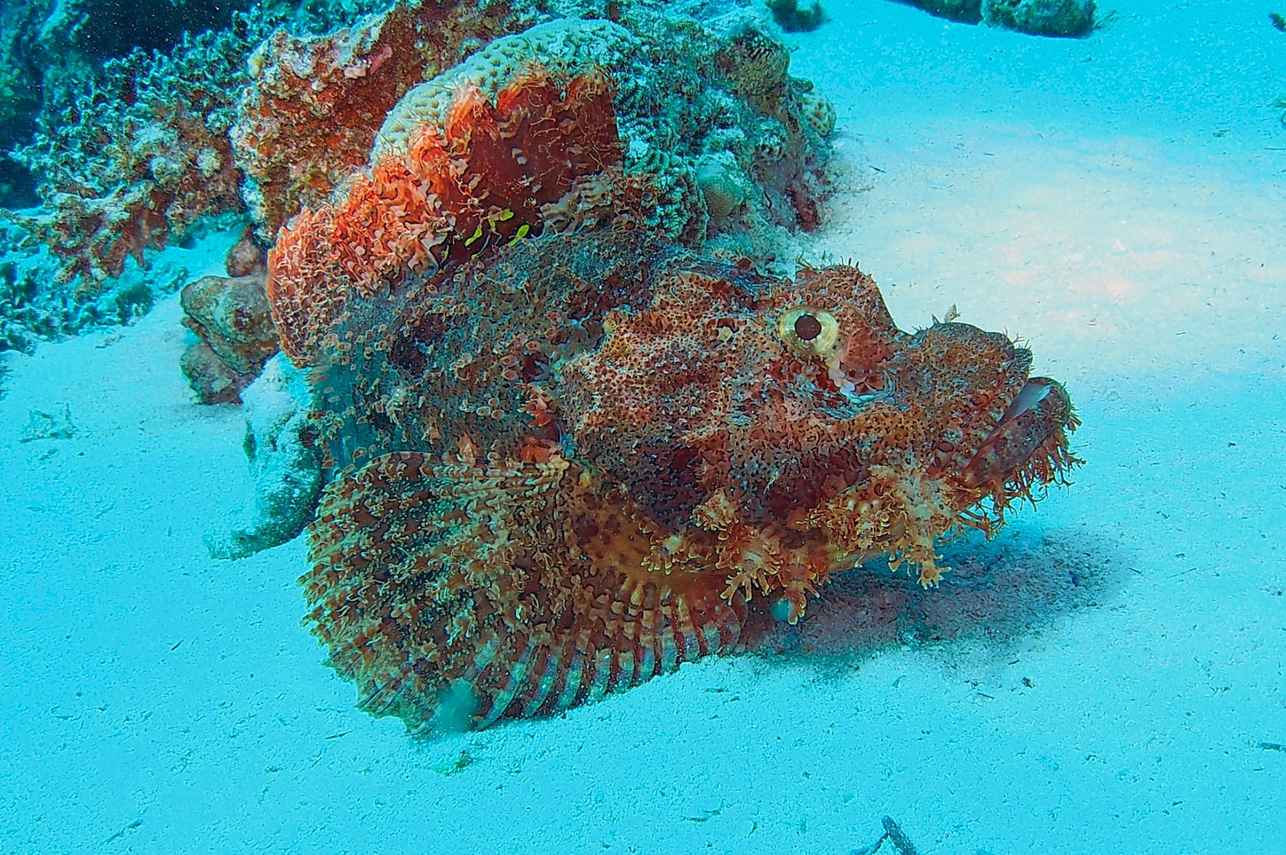 Marine Life - Carlton