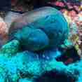 Marine Life - Carlton