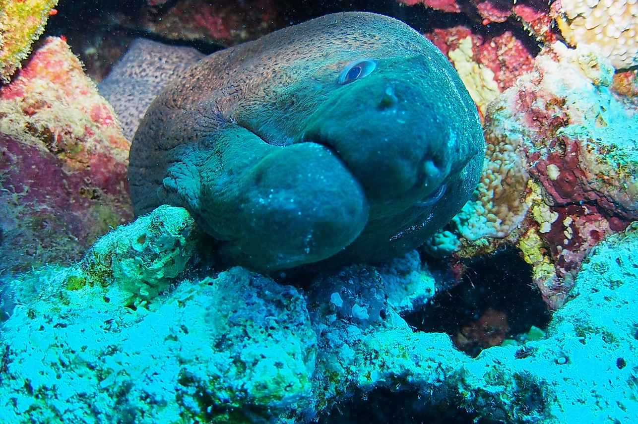 Marine Life - Carlton