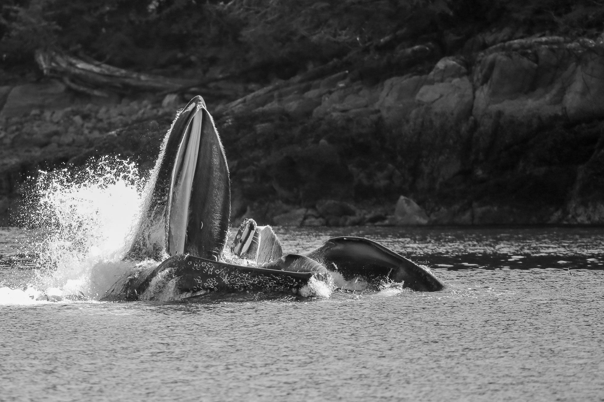 Humpback Whales