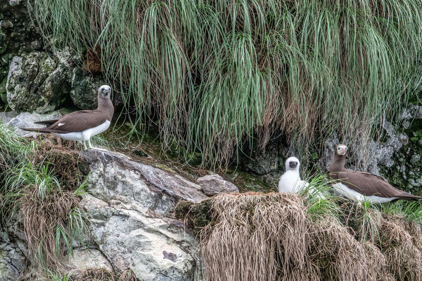 Brown Booby