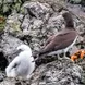 Brown Booby