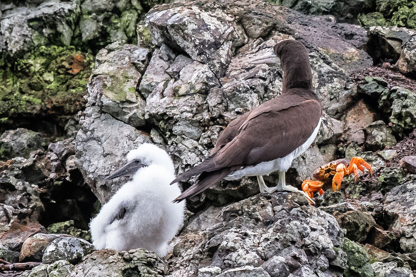 Brown Booby