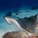 Manta Ray - Cocos Island Aggressor