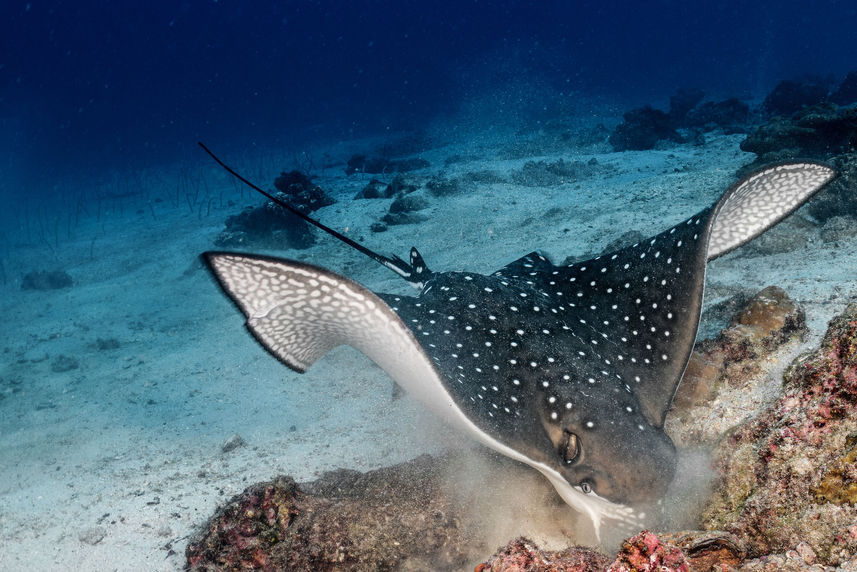 Manta Ray - Cocos Island Aggressor