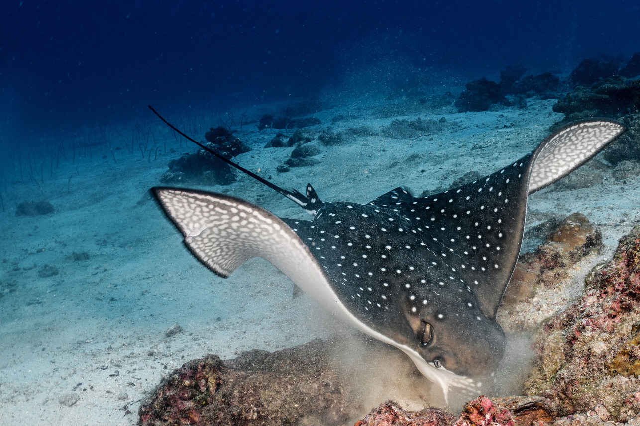 Manta Ray  - Cocos Island Aggressor