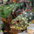 Marine Life - Cocos Island Aggressor