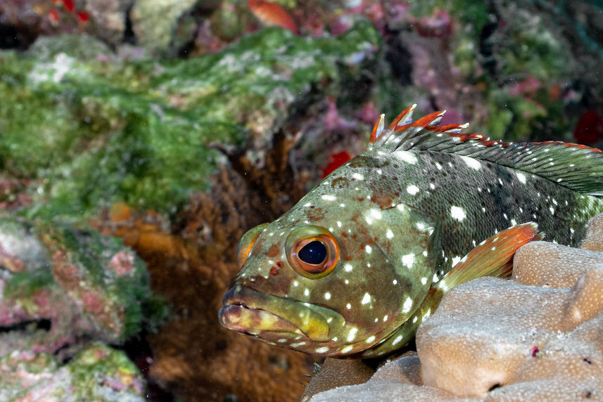 Vida Aquatica  - Cocos Island Aggressor