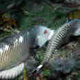 Marine Life - Cocos Island Aggressor