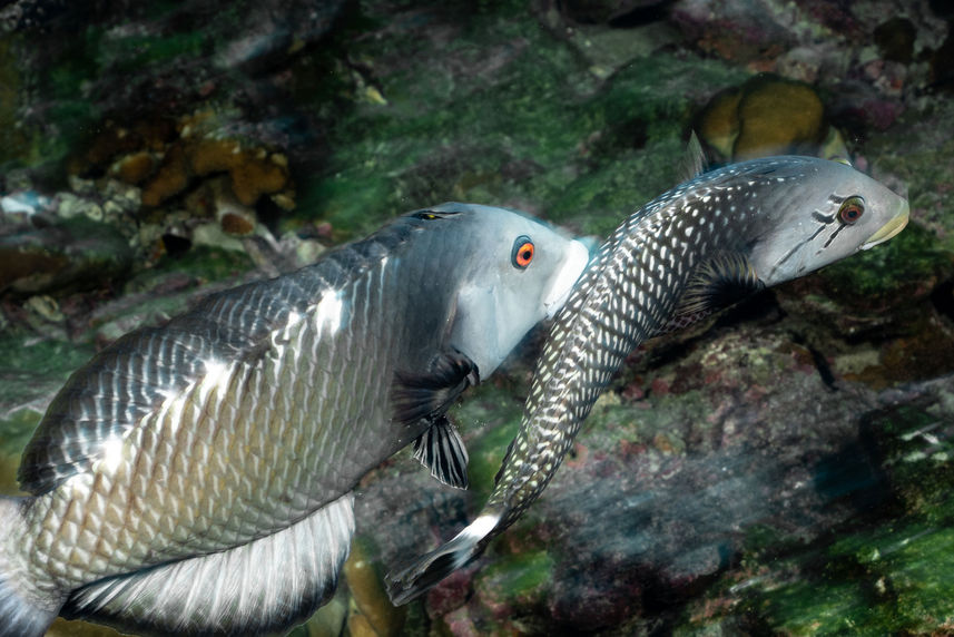 Vida Aquatica  - Cocos Island Aggressor