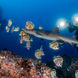 Onderwaterleven - Cocos Island Aggressor