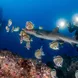 Marine Life - Cocos Island Aggressor