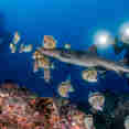 Marine Life - Cocos Island Aggressor