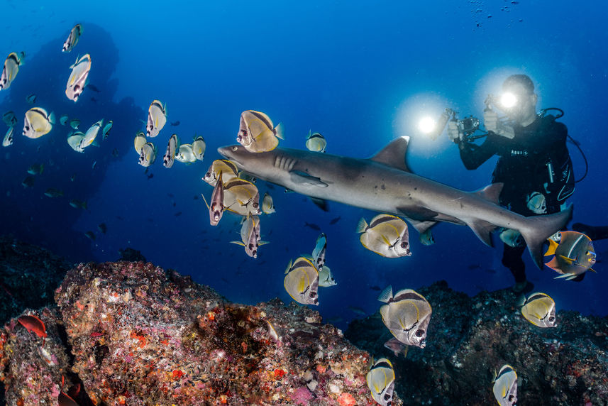 Vida Marinha - Cocos Island Aggressor