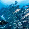 Marine Life - Cocos Island Aggressor