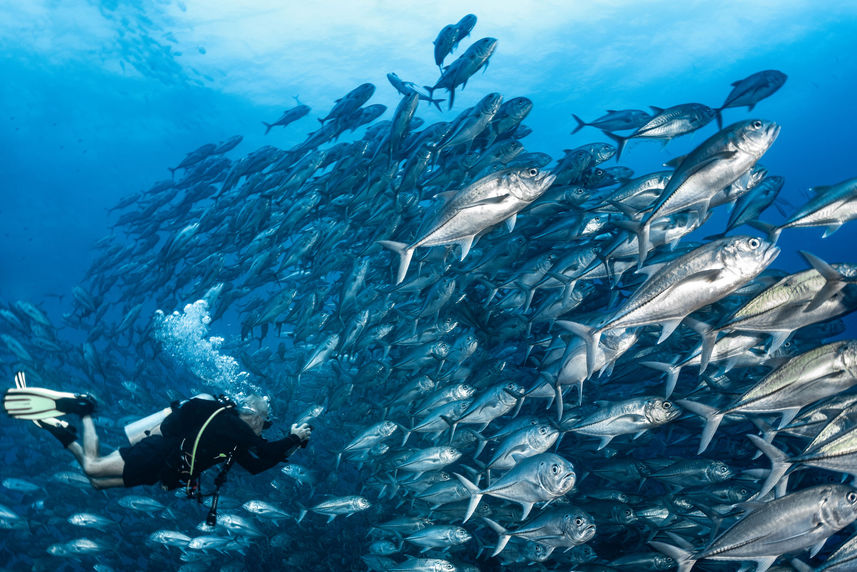 Подводный мир - Cocos Island Aggressor