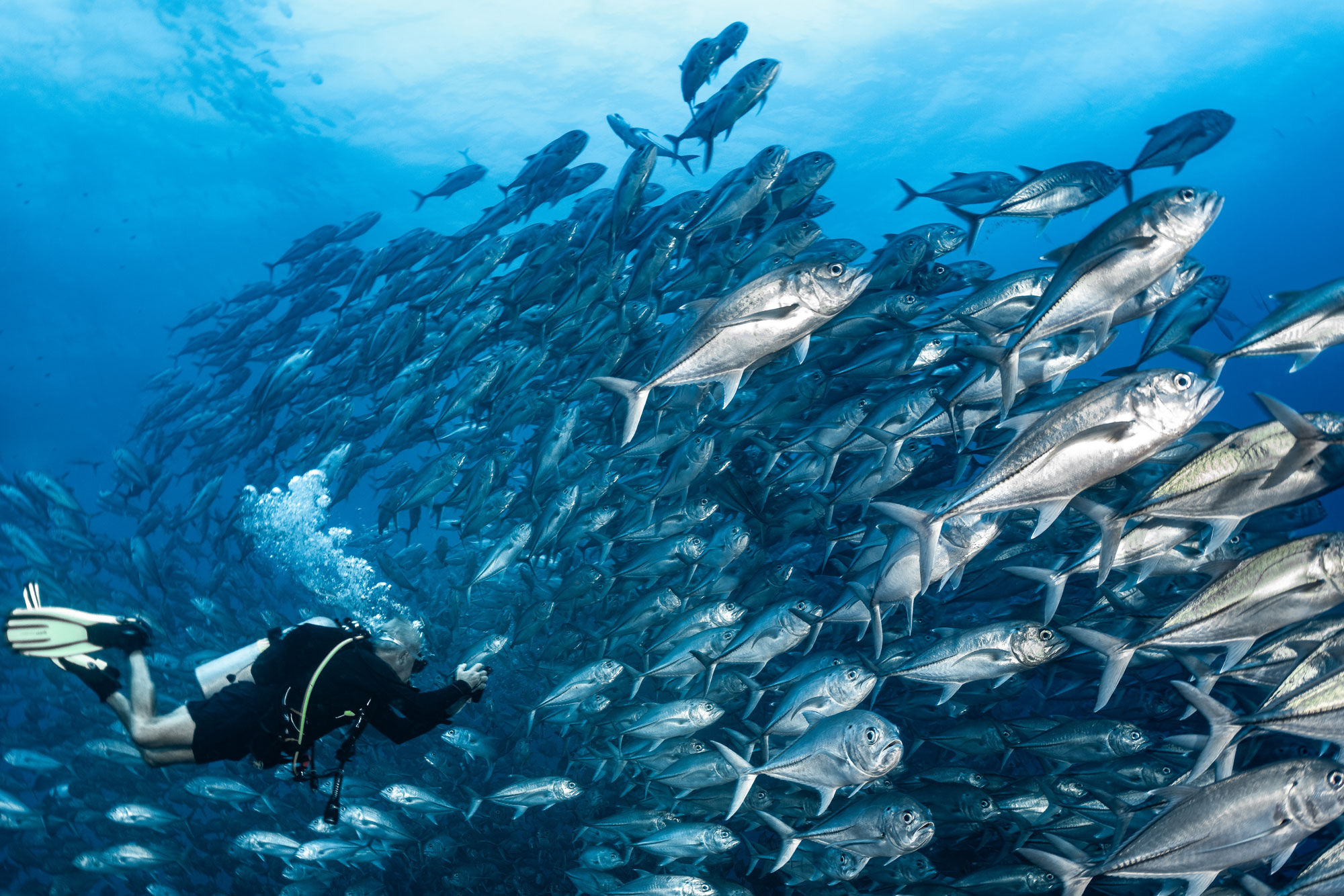 海洋生物 - Cocos Island Aggressor