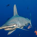Shark - Cocos Island Aggressor