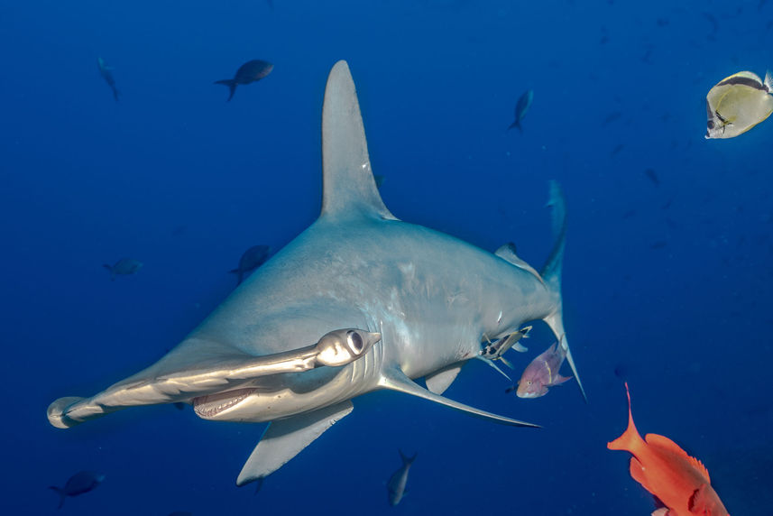 Акула - Cocos Island Aggressor