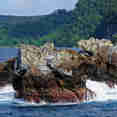 Island Exploration - Cocos Island Aggressor
