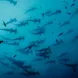 Requin - Cocos Island Aggressor