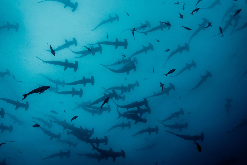 Requin - Cocos Island Aggressor