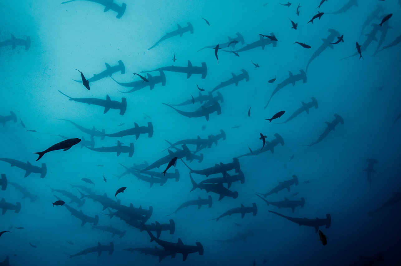 Tiburon - Cocos Island Aggressor