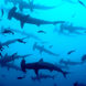 Tubarão - Cocos Island Aggressor