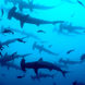 Requin - Cocos Island Aggressor