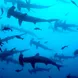 Shark - Cocos Island Aggressor