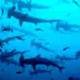 Shark - Cocos Island Aggressor