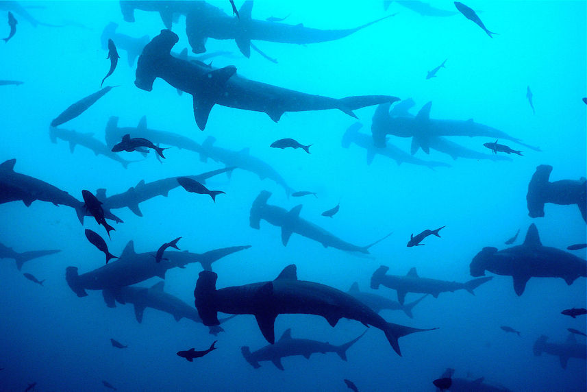 Tubarão - Cocos Island Aggressor