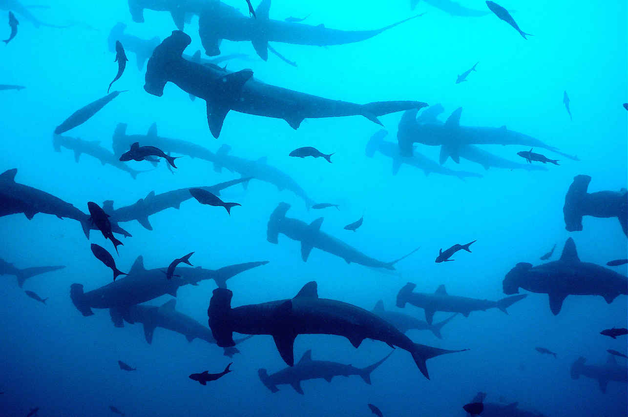 Tiburon - Cocos Island Aggressor