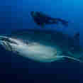 Marine Life - Cocos Island Aggressor