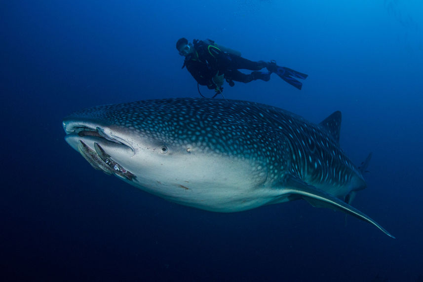 Onderwaterleven - Cocos Island Aggressor