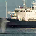Whale Watching