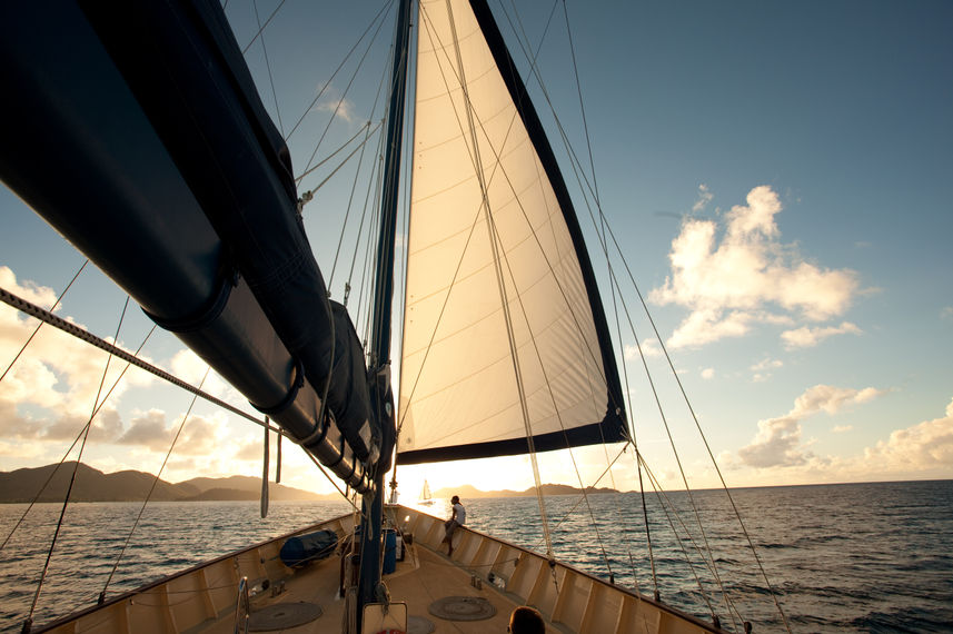 Sea Bird Cruise