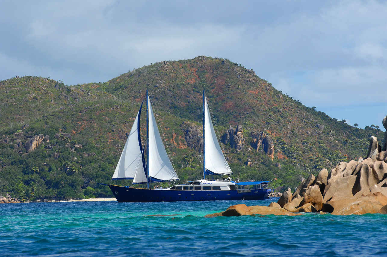 Sea Bird Cruise