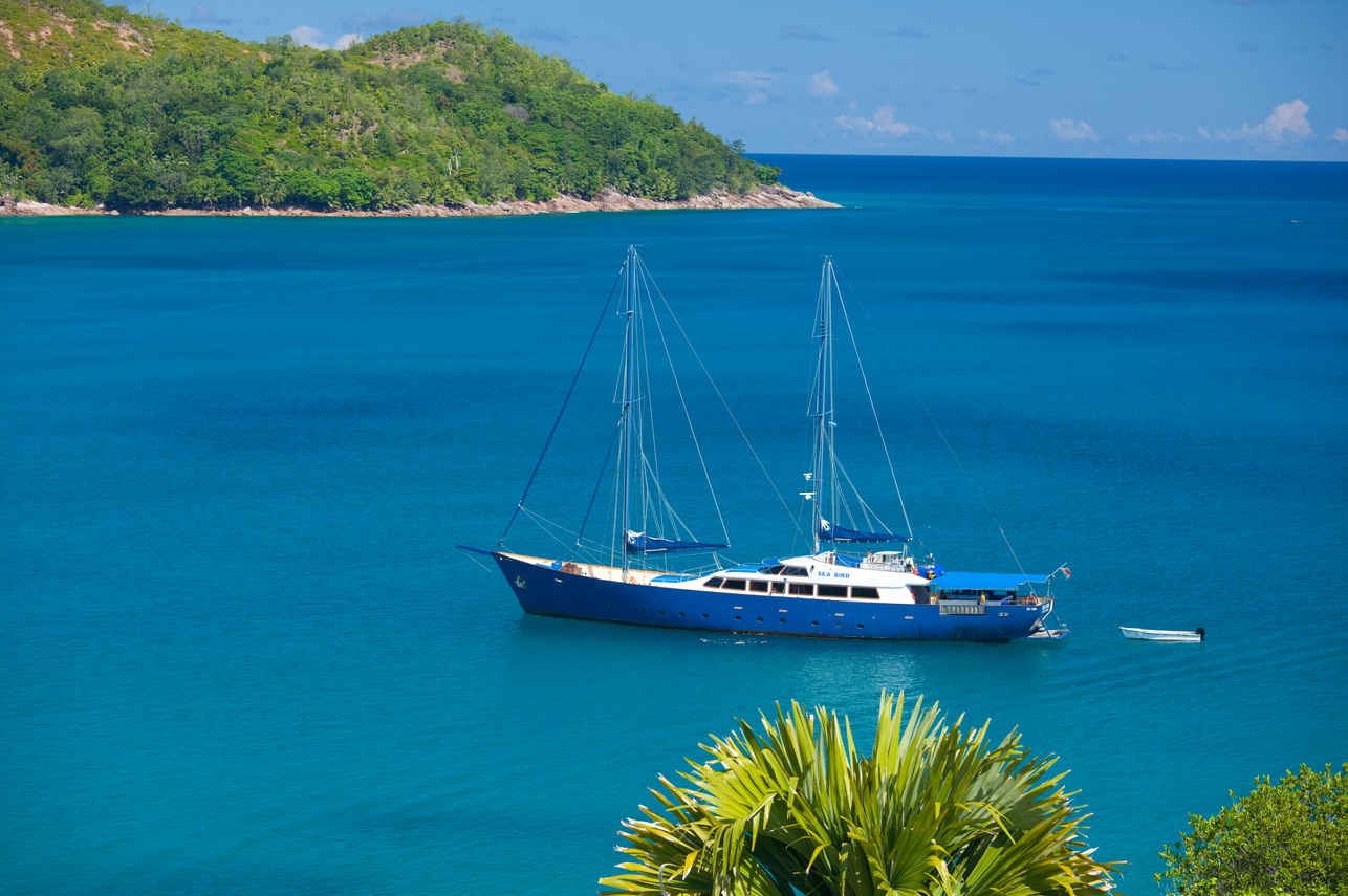 Sea Bird Cruise