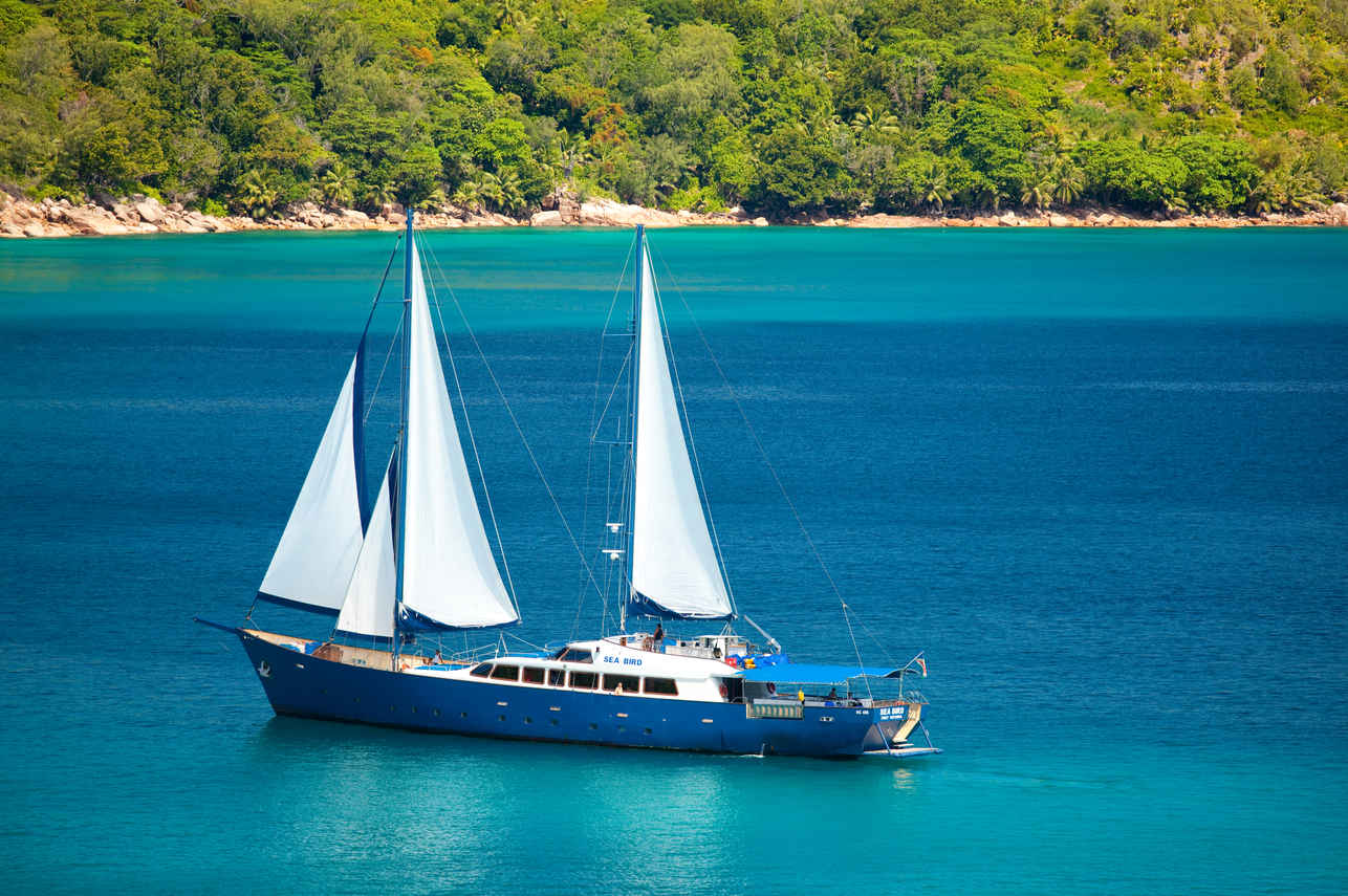 Sea Bird Cruise