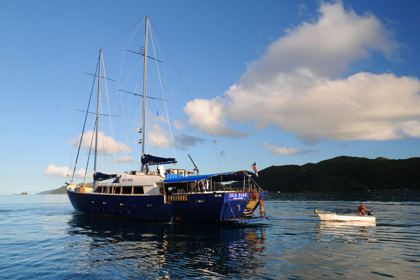 Sea Bird Cruise