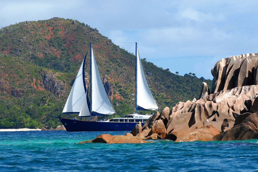 Sea Bird Cruise